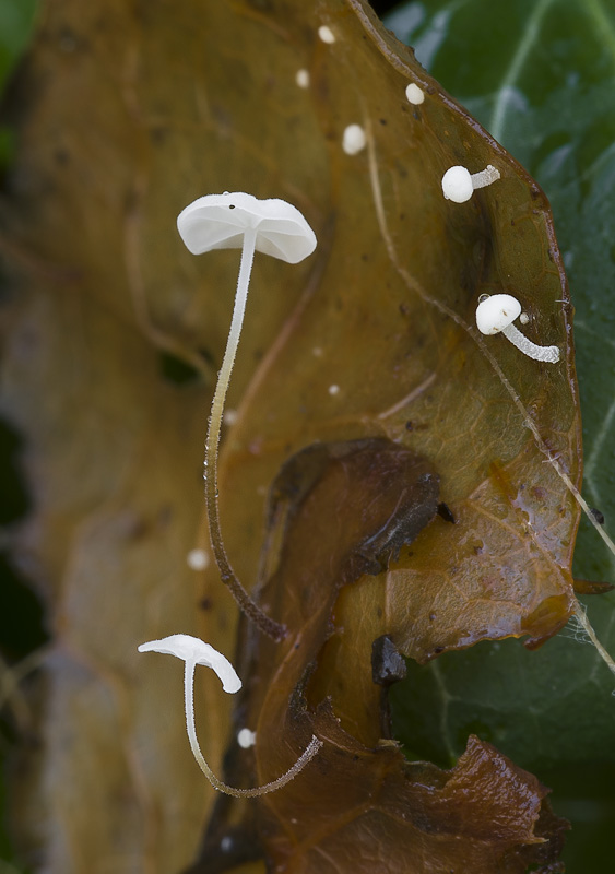 Marasmius epiphylloides